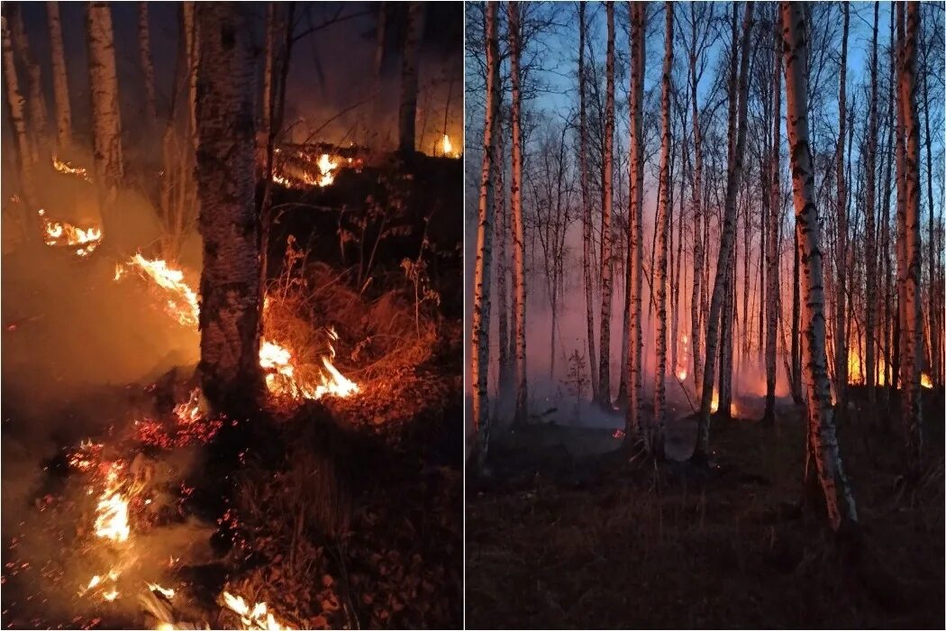 Пожар на природе. Горящий лес. Сильно горящий лес. Сгоревший лес. После сильного пожара