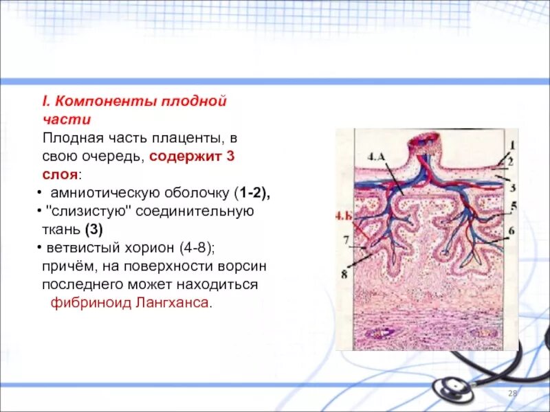 Что такое плацента и какова ее функция. Строение материнской части плаценты гистология. Строение плаценты гистология. Материнская и плодная часть плаценты. Плодная и материнская часть плаценты гистология.