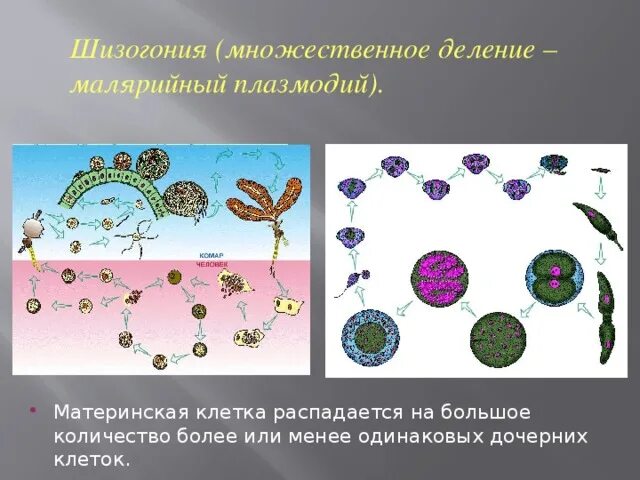 Шизогония половое или бесполое. Шизогония размножение примеры. Шизогония половое или бесполое. Половое размножение бактерий. Множественное деление шизогония.