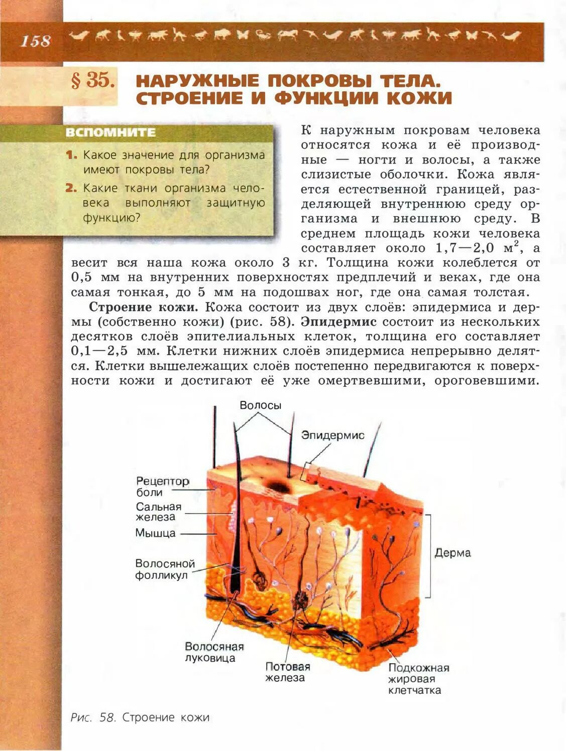 Строение кожи 8 класс биология. Строение кожи учебник биологии. Биология 8 класс наружные покровы тела строение и функции кожи. Строение кожи 8 класс класс Пасечник.