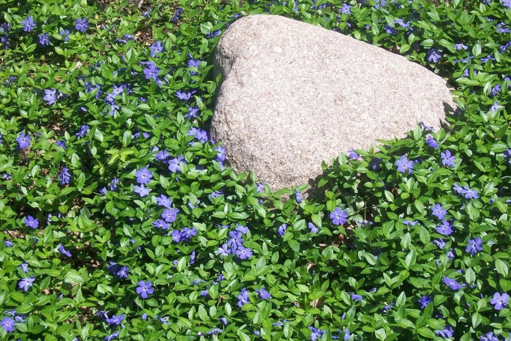 Барвинок малый (Vinca Minor). Барвинок малый ла Грейв. Почвопокровники Барвинок. Барвинок многолетний почвопокровный. Сорняк на могиле