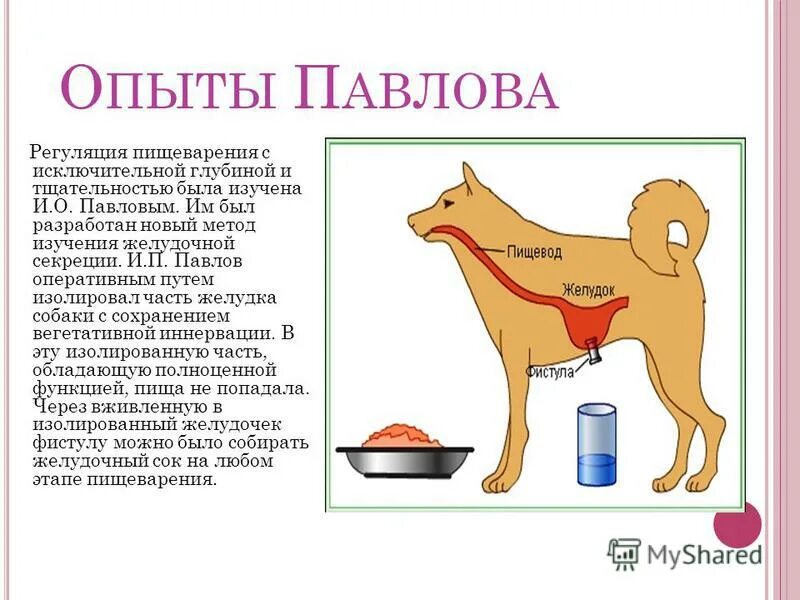 Как называется метод павлова позволивший установить. Рефлекс собаки Павлова кратко. Опыт с собакой Павлова физиология. Опыты Павлова рефлексы.