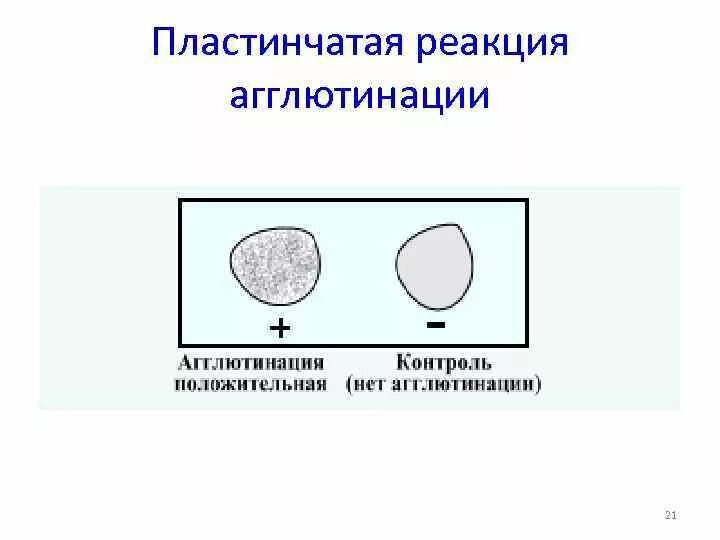 В пробирке произошла реакция агглютинации то. Реакция агглютинации микробиология механизм. ориентировочная и развернутая реакция агглютинации. капельная реакция агглютинации. реакция хеддльсона состав учет механизм.