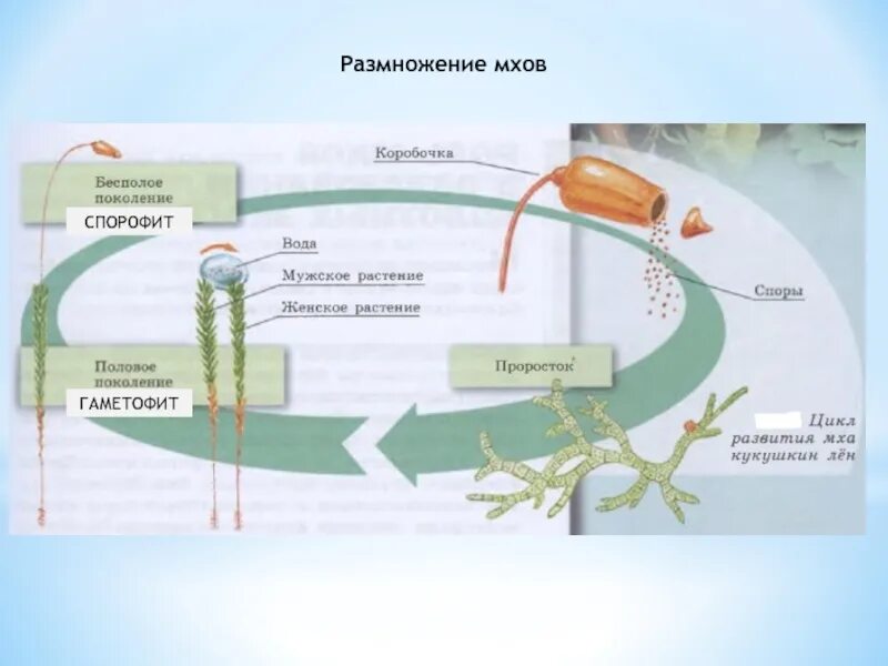 Размножение моховидных схема. Цикл развития мохообразных схема. Половое размножение мхов схема. Размножение мха сфагнума схема. Цикл развития кукушкина мха.