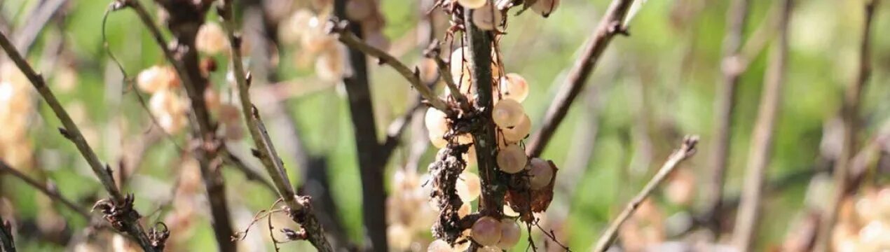 Болезнь жимолости с фото и их лечение. Сохнут ветки смородины с ягодами. Смородина сохнут ветки. Вилт смородины. Смородина сохнут ветки.