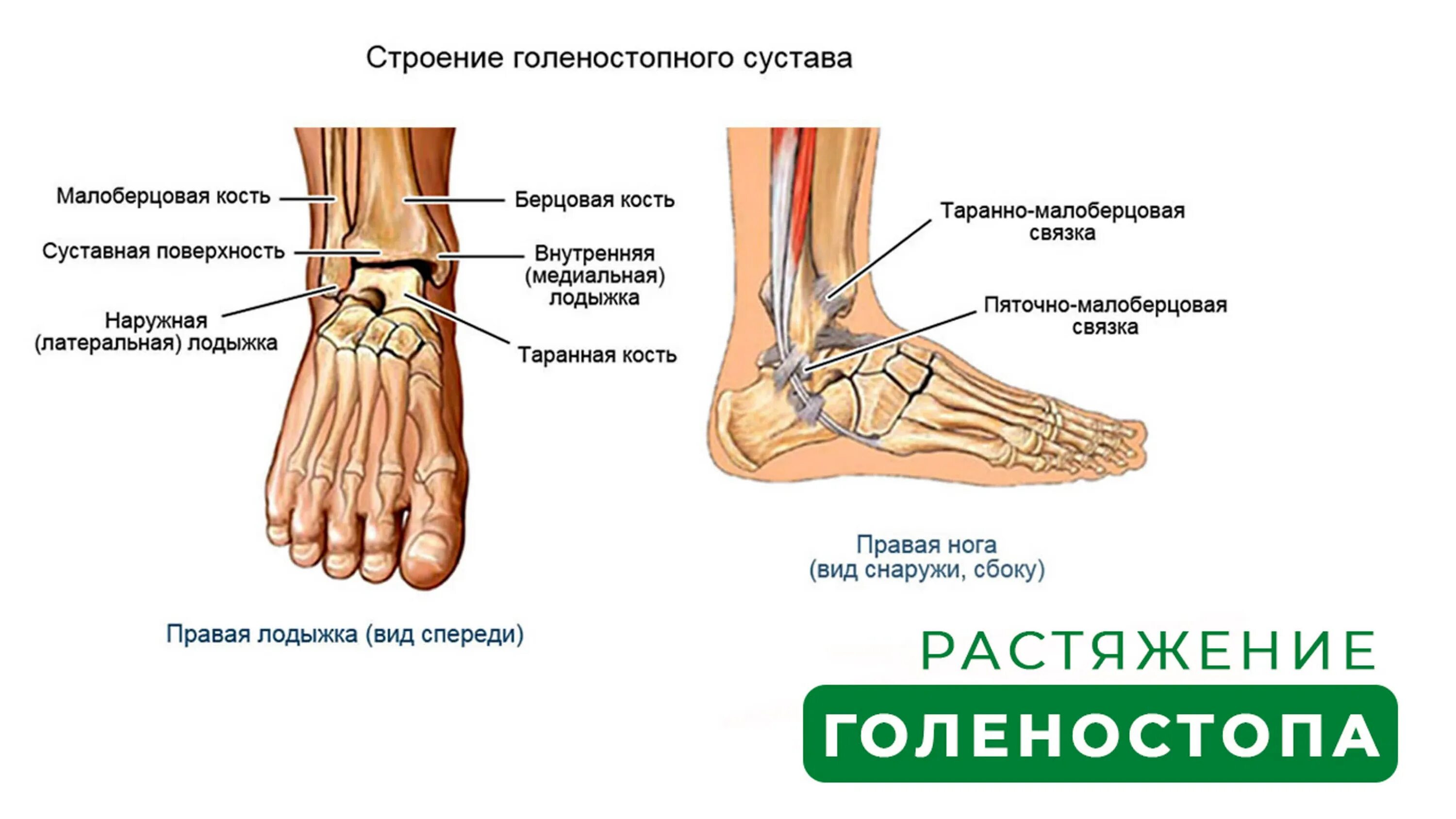 Болит нога кость большая