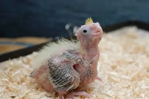 Вылупившиеся птенцы кореллы
