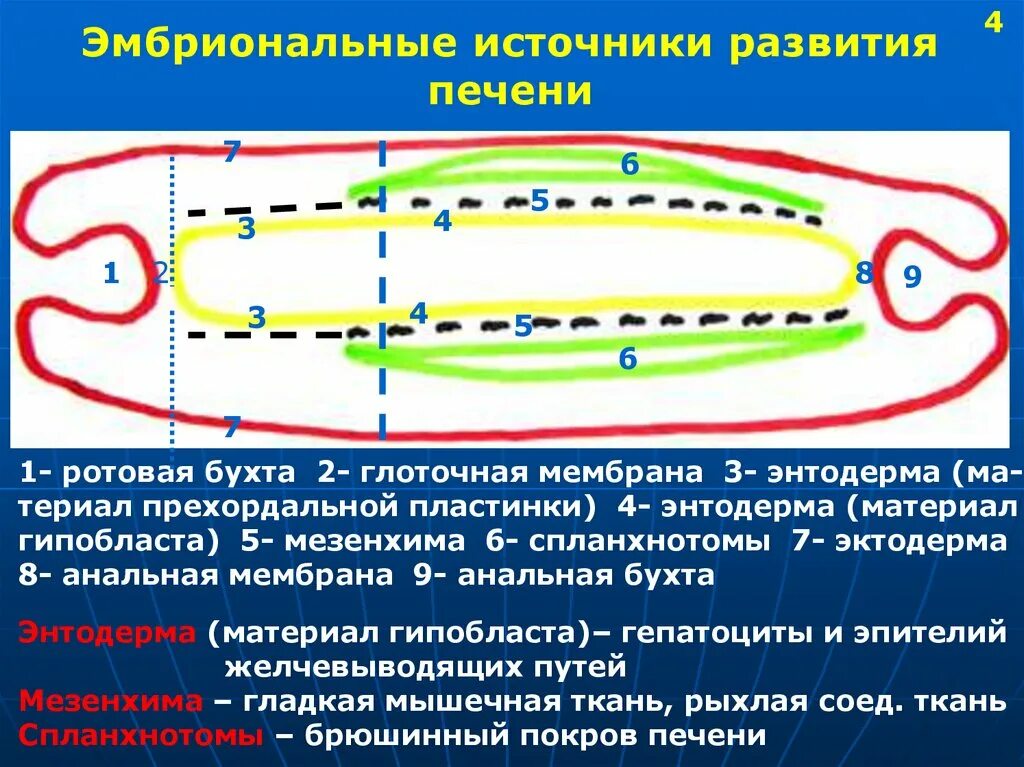 Развитие пищевода