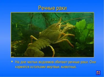 Речной рак обитает