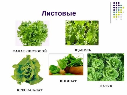 Овощи являются растениями