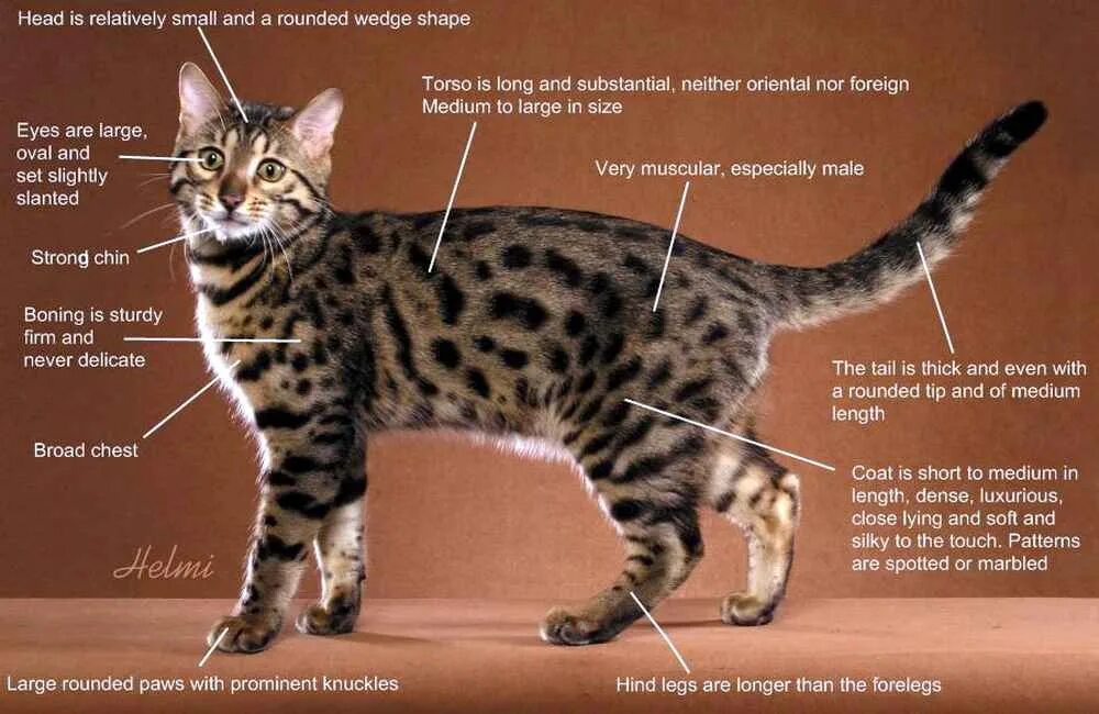 Окрас кошек бенгальской породы. Бенгальский кот стандарт породы. Бенгальская кошка стандарты породы. Стандарт окраса бенгальских кошек. Рассмотрите фотографию кошки породы