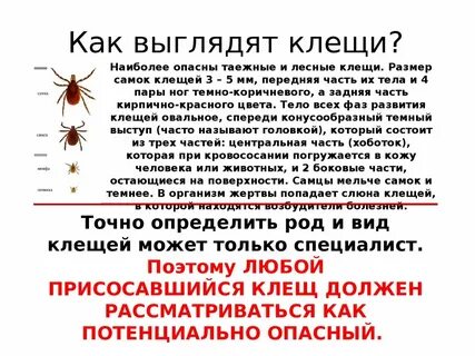 Есть ли в октябре клещи