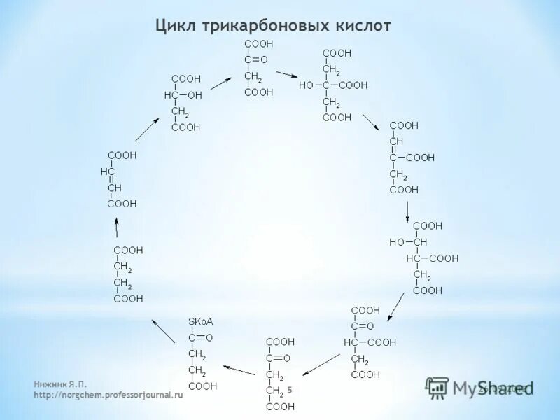 Цикл трикарбоновых кислот цикл кребса. Идут реакции цикла трикарбоновых кислот. Регуляция синтеза гема биохимия. Цикл трикарбоновых кислот окисляет. Цикл кребса полная схема.