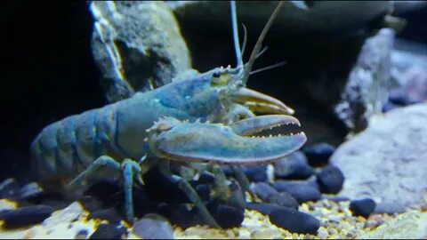 Lobster slowed