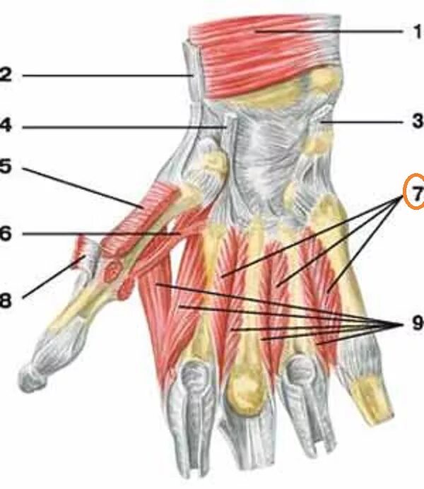 Мышцы кисти ладонная поверхность. Мышцы ладонной поверхности кисти анатомия. Сухожилия сгибателей кисти. Мышцы кисти тыльная поверхность.