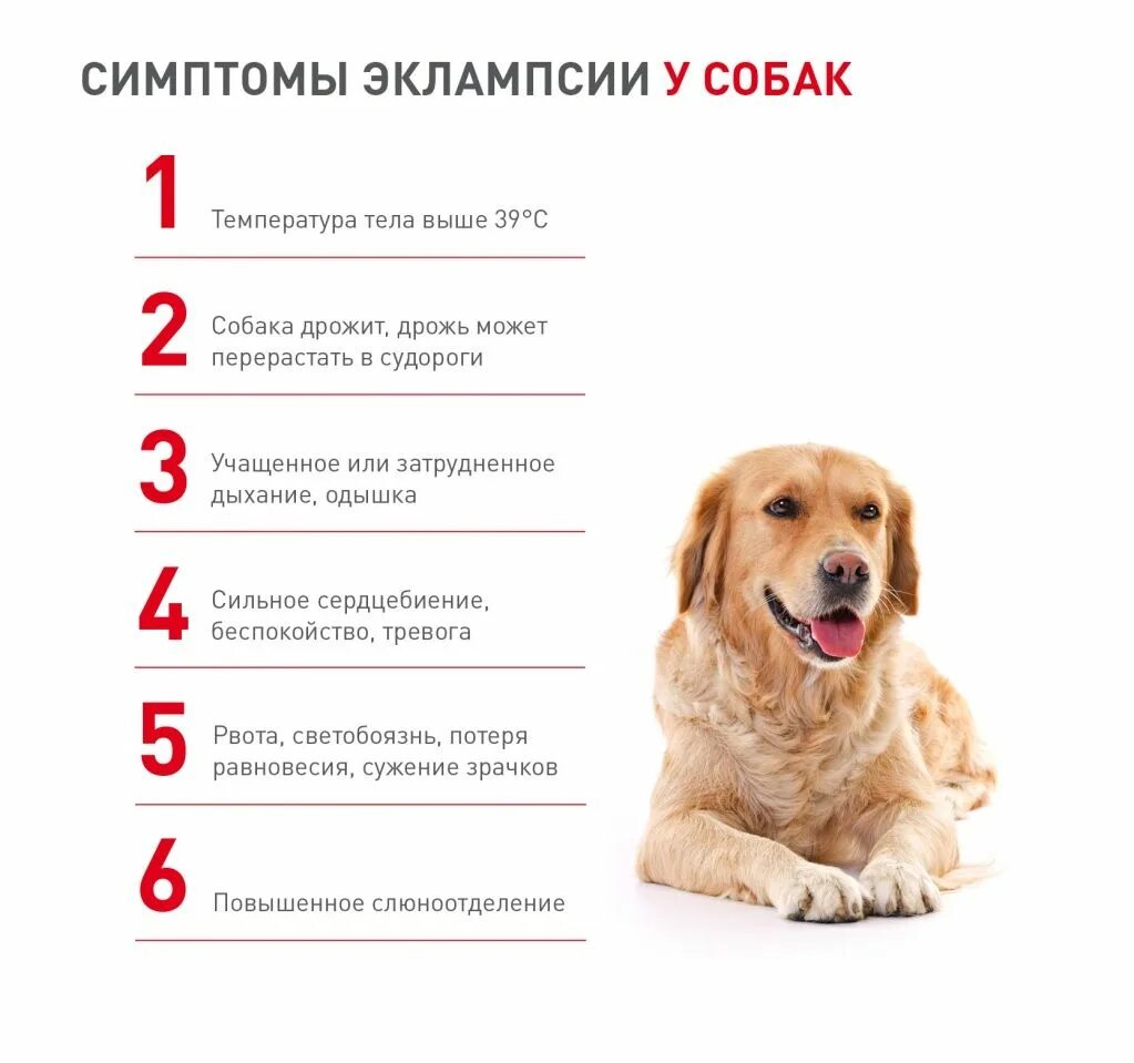 Эклампсия у собак Tena, Royal canin, Breeders