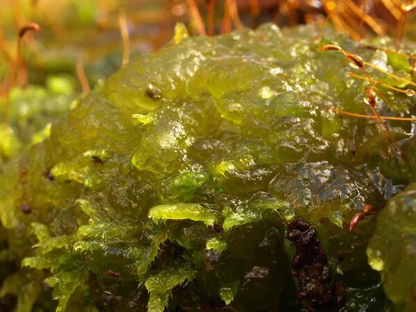 Почвенные водоросли. Botrydium granulatum-шаровидная водоросль. Аэрофитон водоросли. Почвенные синезеленые водоросли. Ксенокус водоросли.