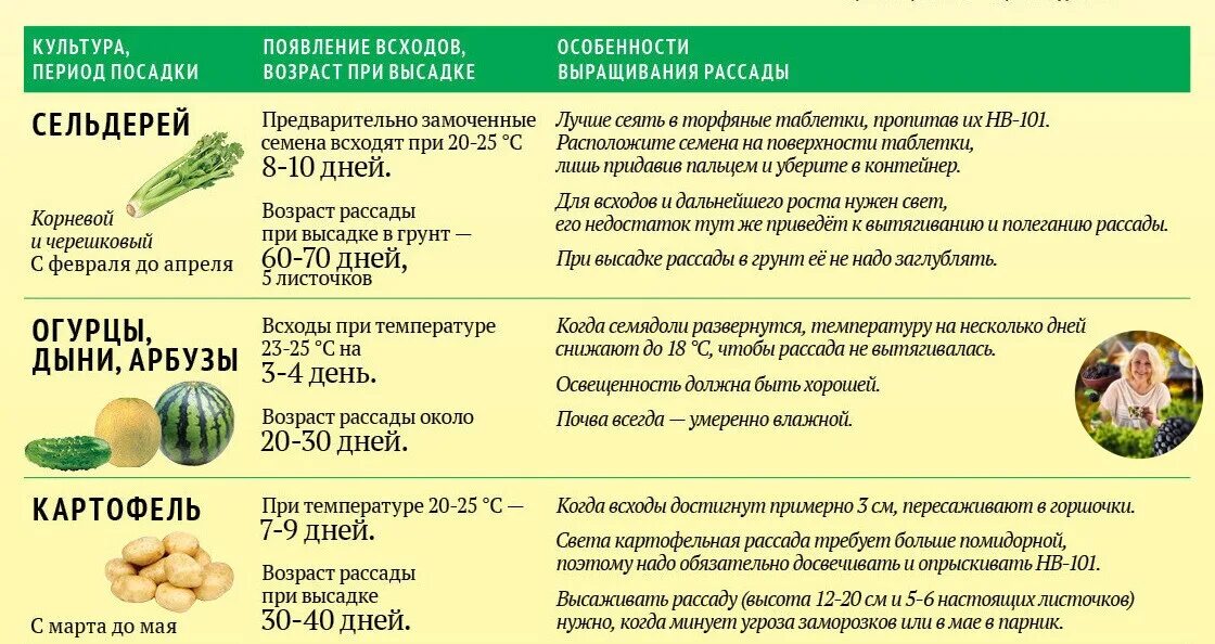 Через сколько дней взойдет сельдерей. Сроки посадки семян на рассаду и в открытый грунт. Таблица сроков высадки рассады овощей. Сроки посева семян на рассаду. Когда сажать семена на рассаду.