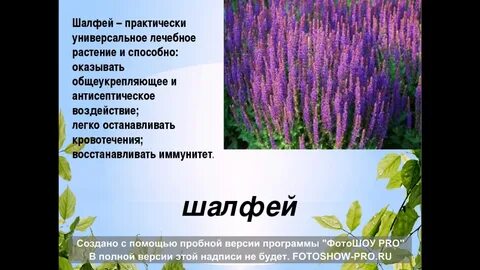 Шалфей описание