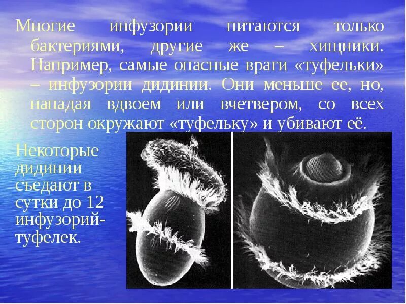 Бактерии хищники. Хищничество микроорганизмов. Бактерии хищники примеры. Виды хищных бактерий.