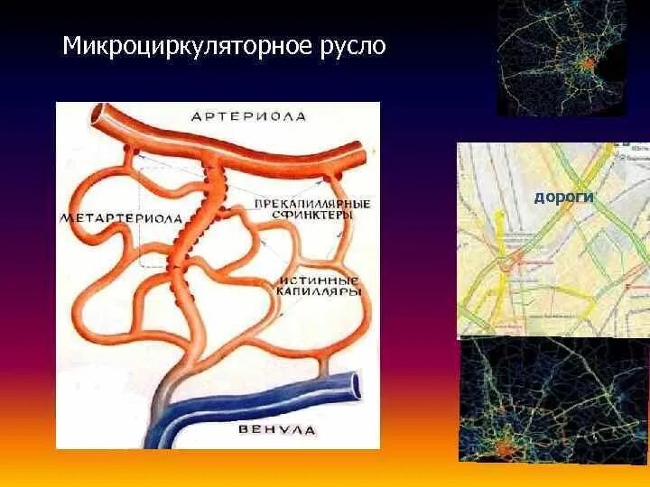 Порядок расположения частей микроциркуляторного русла Рис. 1. Механизмы регуляции микроциркуляторного русла 9
