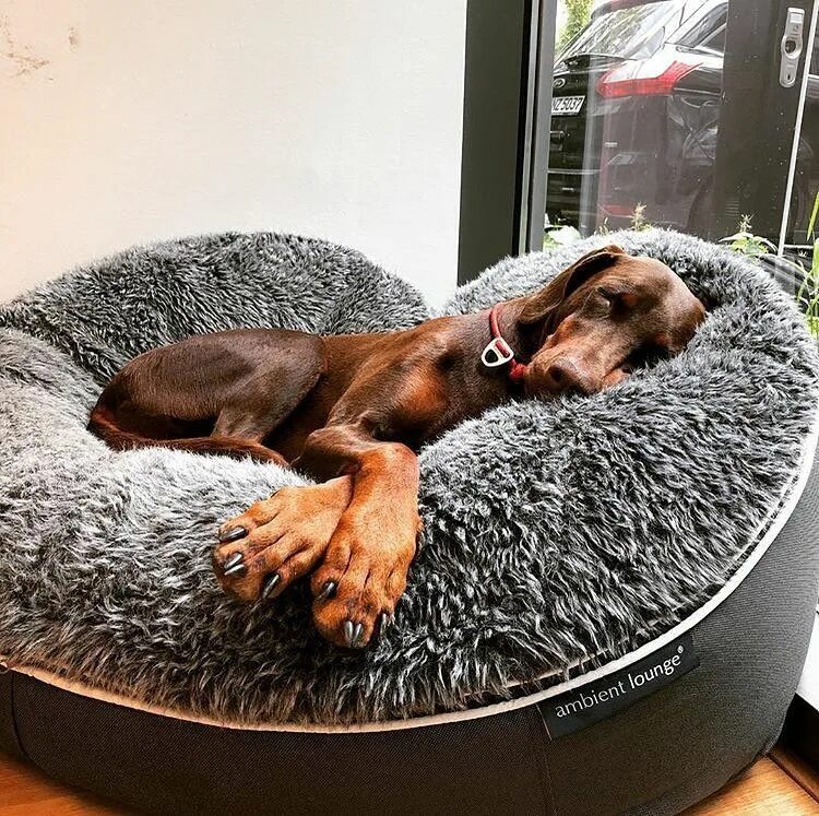 Собачья кровать для человека. Pet Lounge лежак для собаки. Pet Bed лежанка для собак. Лежак для большой собаки. Собачьи лежанки для крупных собак.