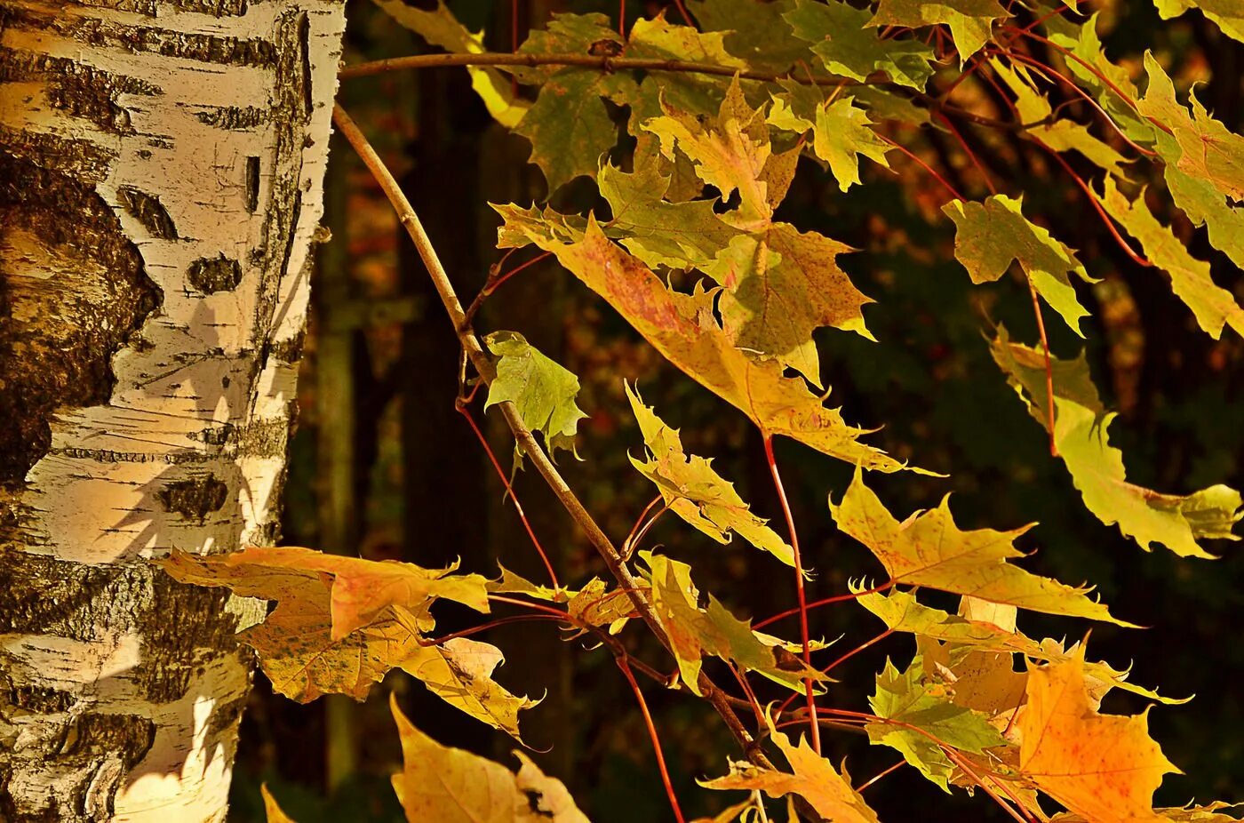 Песня кудрявый клен в белую березу был. Белая берёза песня. Белая береза и кудрявый клен. Береза и клен. Над рекой над речкой рост кудрявяюый клкен.