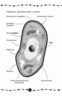 Купить книгу Биология Book24.kz