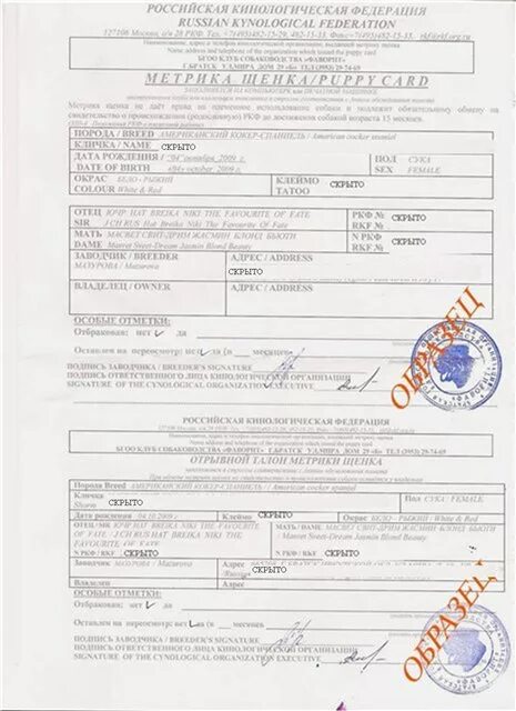 метрика щенка не ркф. ркф аренда. метрика щенка пуделя. паспорт ркф. метрика щенка ркф.
