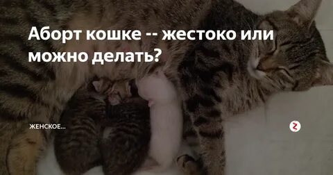 Как прервать беременность у собаки