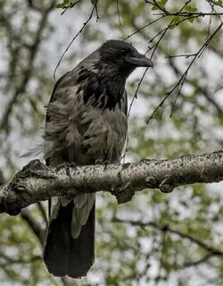 Вороны красноярск