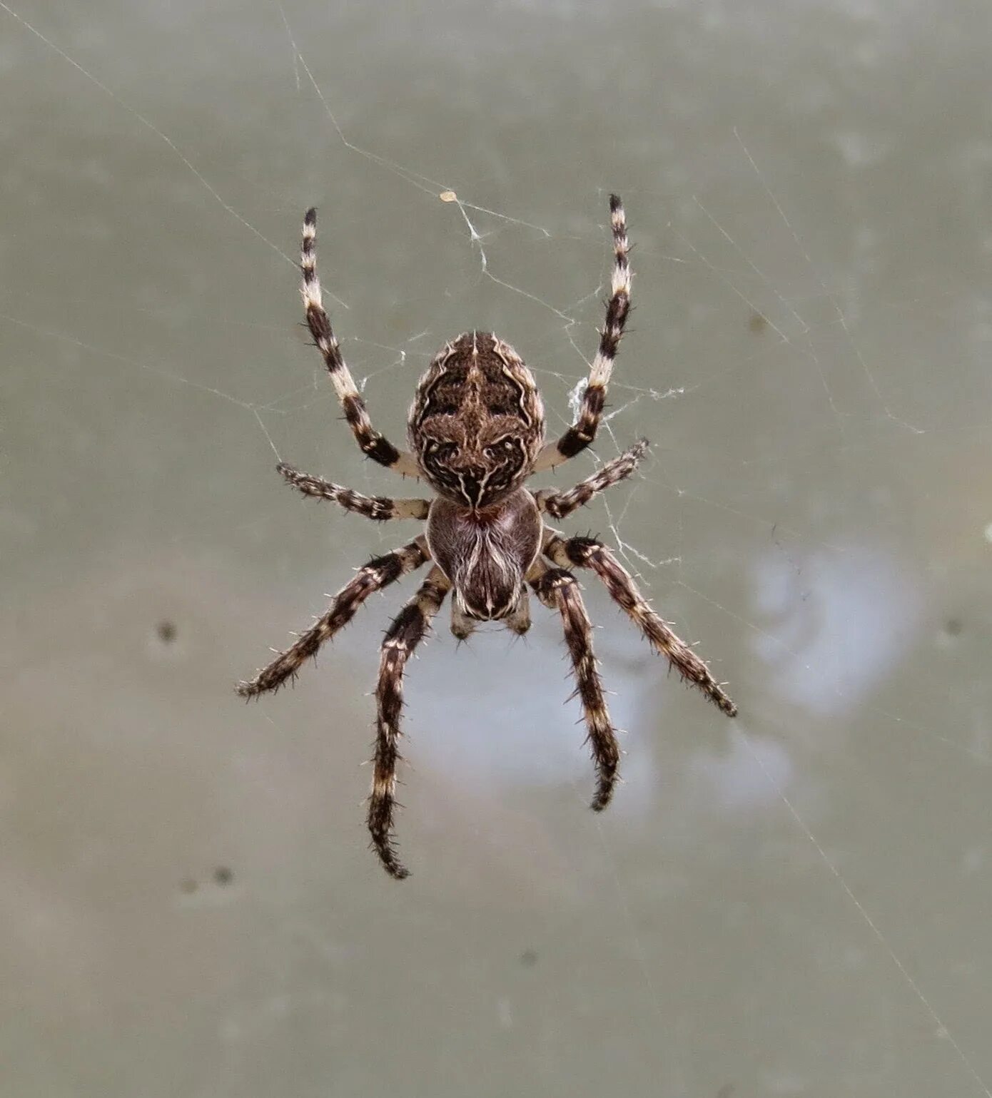 Pin by Ghost-from-the-moon on ШЕ_Самый храбрый рыцарь Jumping spider, Animal wal