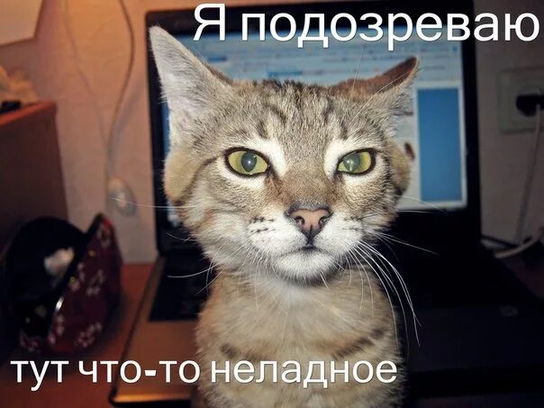 ничего интересного надпись. суть тут в том что. чтото тут не так. человек без чувства юмора афоризмы. суть тут в том что.