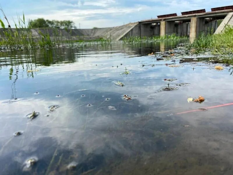 Река оскол 2023. Река оскол 2023. Марьяновка поле. Река оскол 2023. Исток реки оскол в белгородской области.