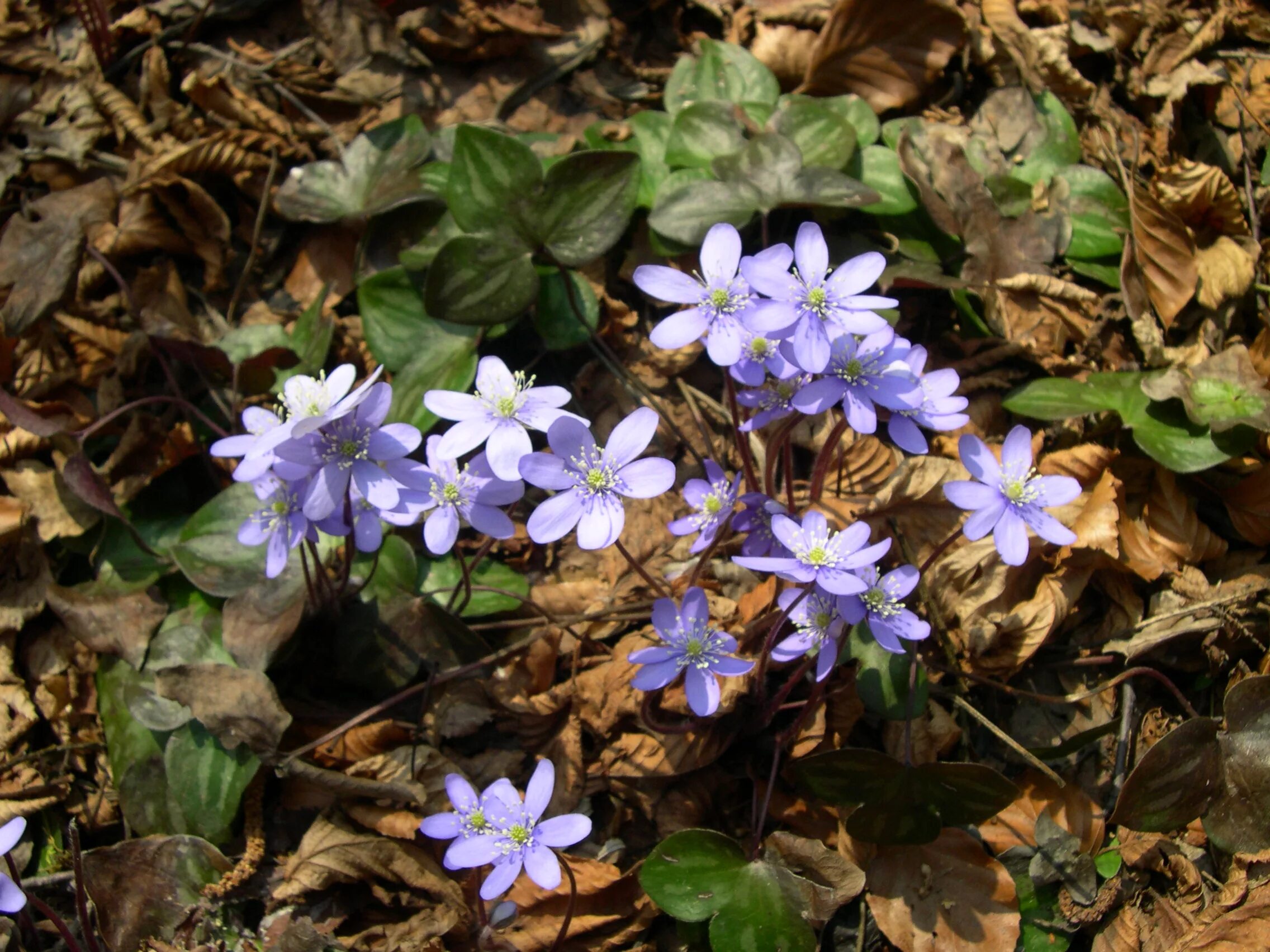 Печёночница обыкновенная. Печеночница Нобилис. Печеночница hepatica Nobilis. Первоцветы печеночница благородная. Первоцветы ленинградской