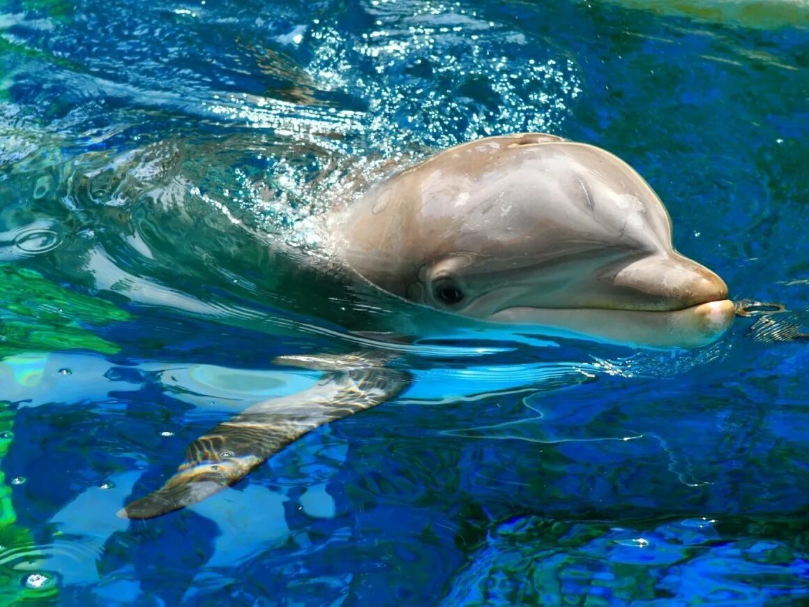 Дельфины с удовольствием разучивают. Дельфин Коммерсона. Азовский Дельфин. Озерный Дельфин. Дельфин-Афалина Лагуна.