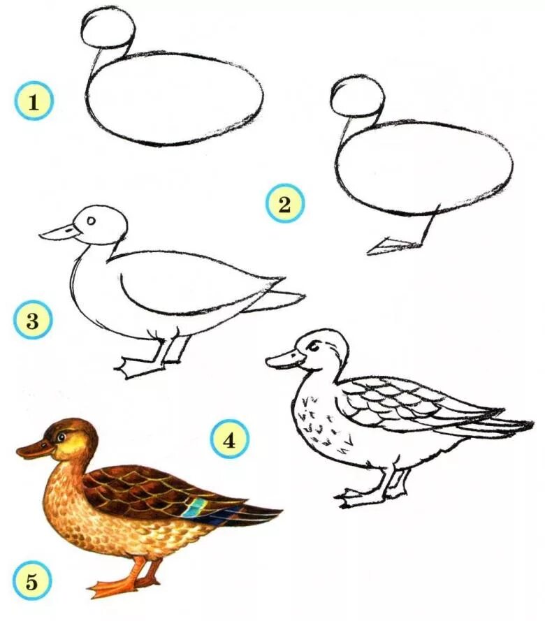 Как рисовать утку сбоку. Схема рисования птицы. Последовательное рисование птицы. Поэтапное рисование птиц. Рисуем птицу поэтапно презентация 2 класс