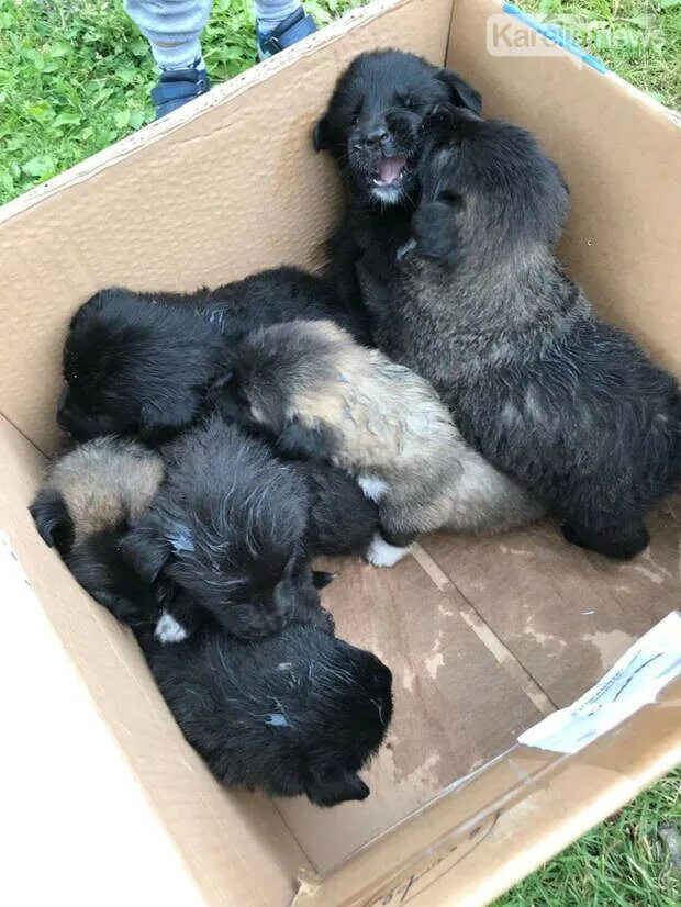 Щенки в коробке дворняжки. Выброшенные щенки в коробке. Коробка со щенками выброшена. Выносить щенка