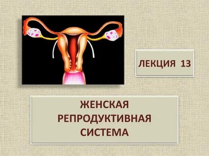 Репродуктивная система женщины тест