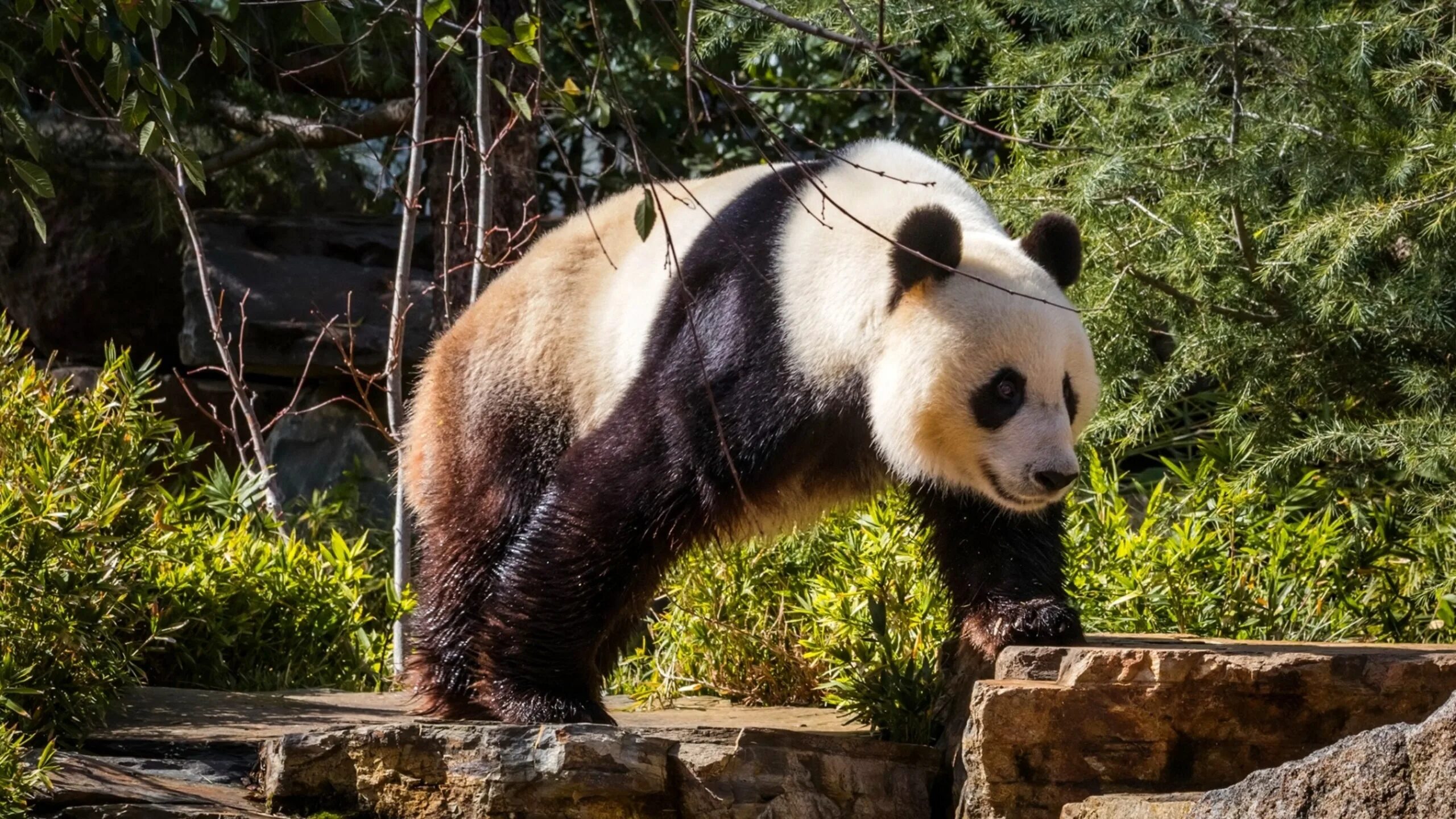 Медвежонок Панда. Большая Панда. Панда фото. Желтая Панда. Большая панда медведь