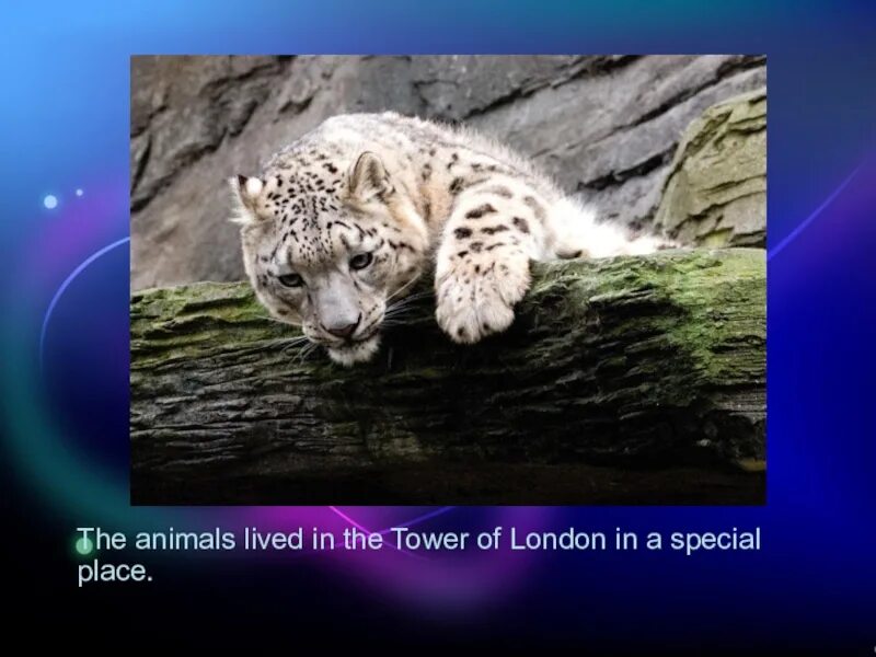 исчезающие животные на английском. описание животного на английском. рассказ о тигре на английском 3 класс. проект по английскому языку на тему животные. животных по английскому.