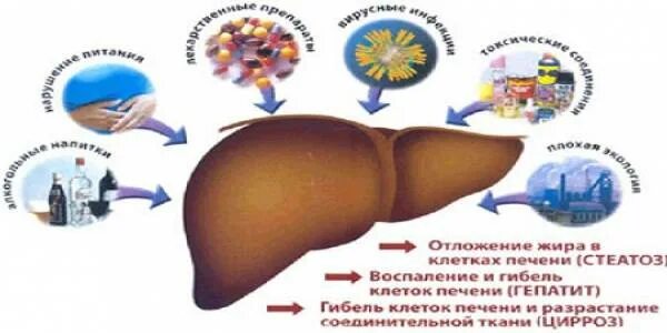 Сколько восстанавливается печень после отказа