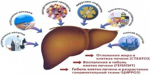 Сколько времени восстанавливается печень после. Восстановление печени. Восстановительные процессы в печени. Восстановление клеток печени.