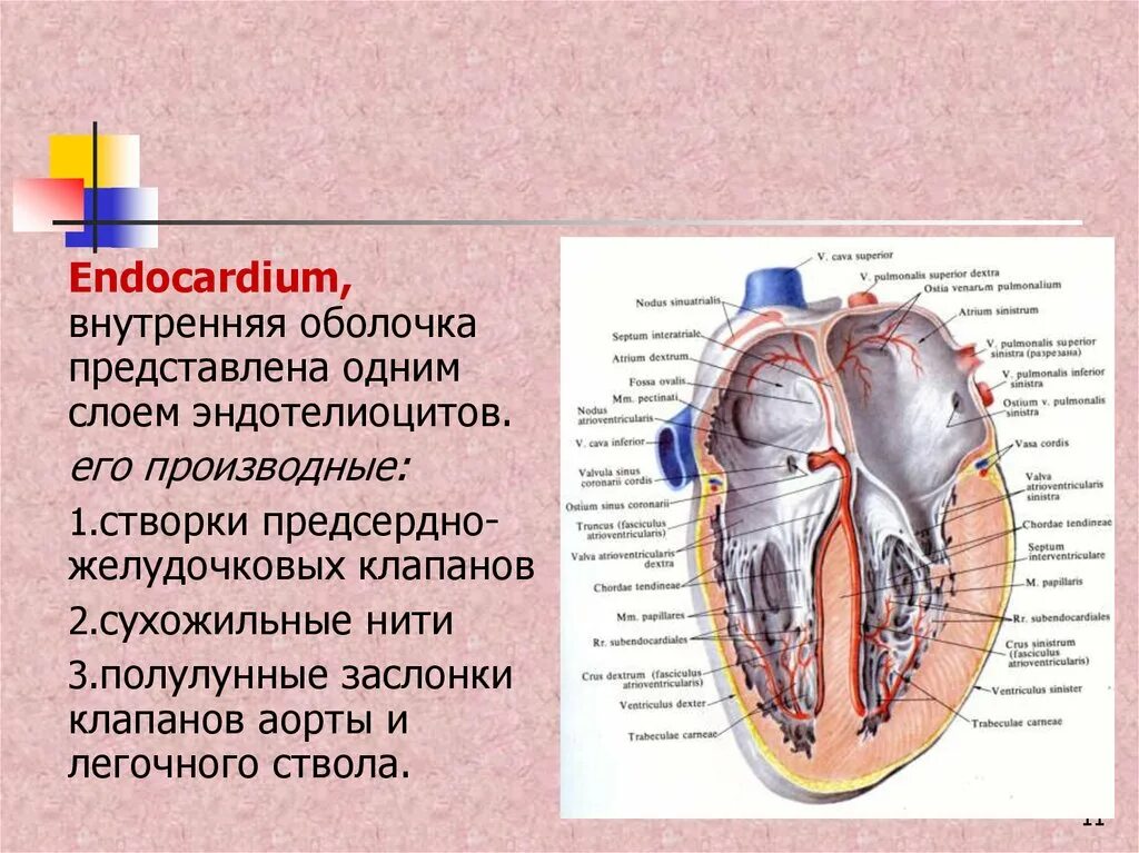 Левый предсердно-желудочковый клапан анатомия. Сухожильные нити клапанов сердца. Строение предсердно-желудочковых клапанов. Строение левого предсердно желудочкового клапана. Клапан правого предсердно желудочкового отверстия