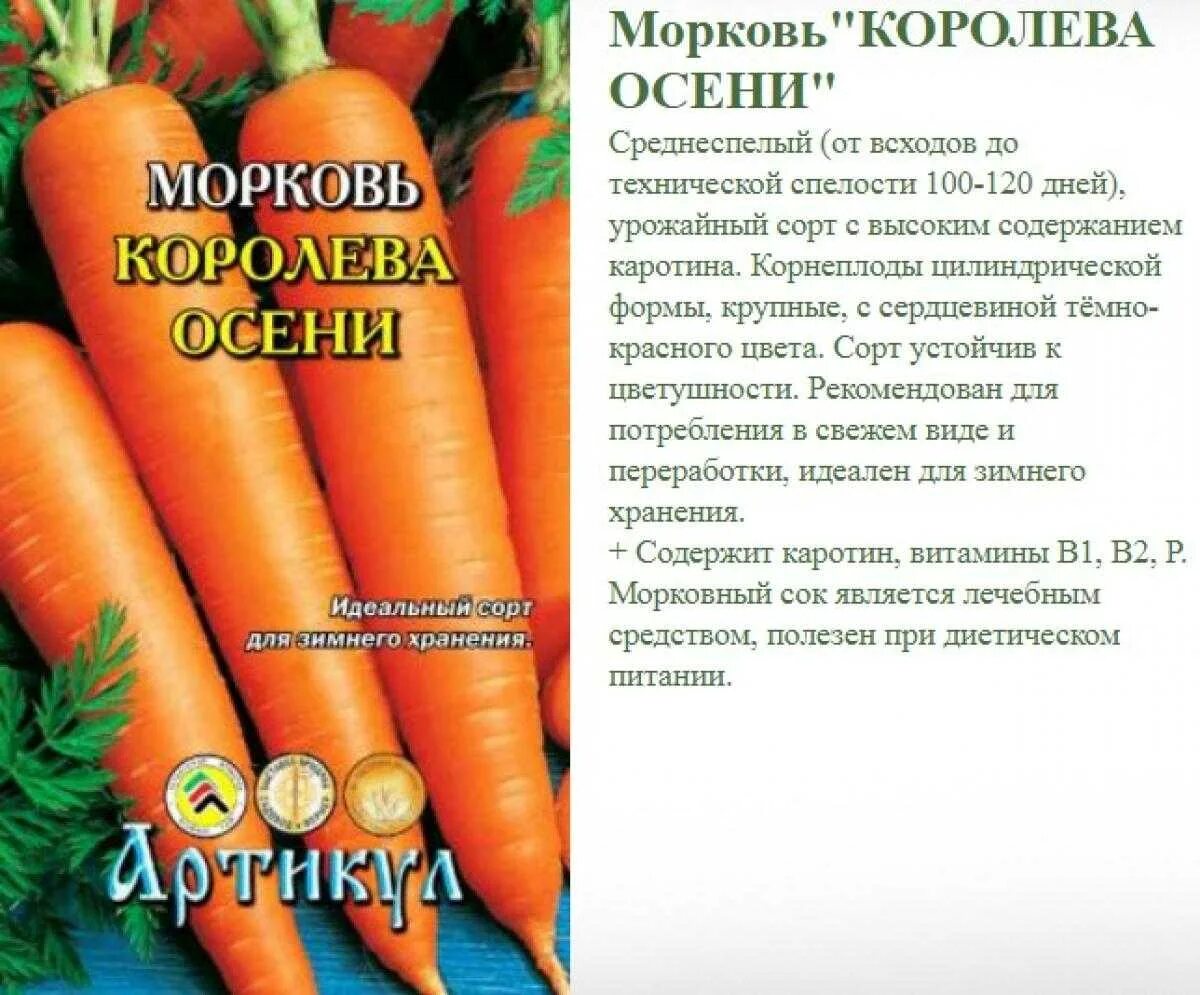 Сорта моркови королева осени фото отзывы