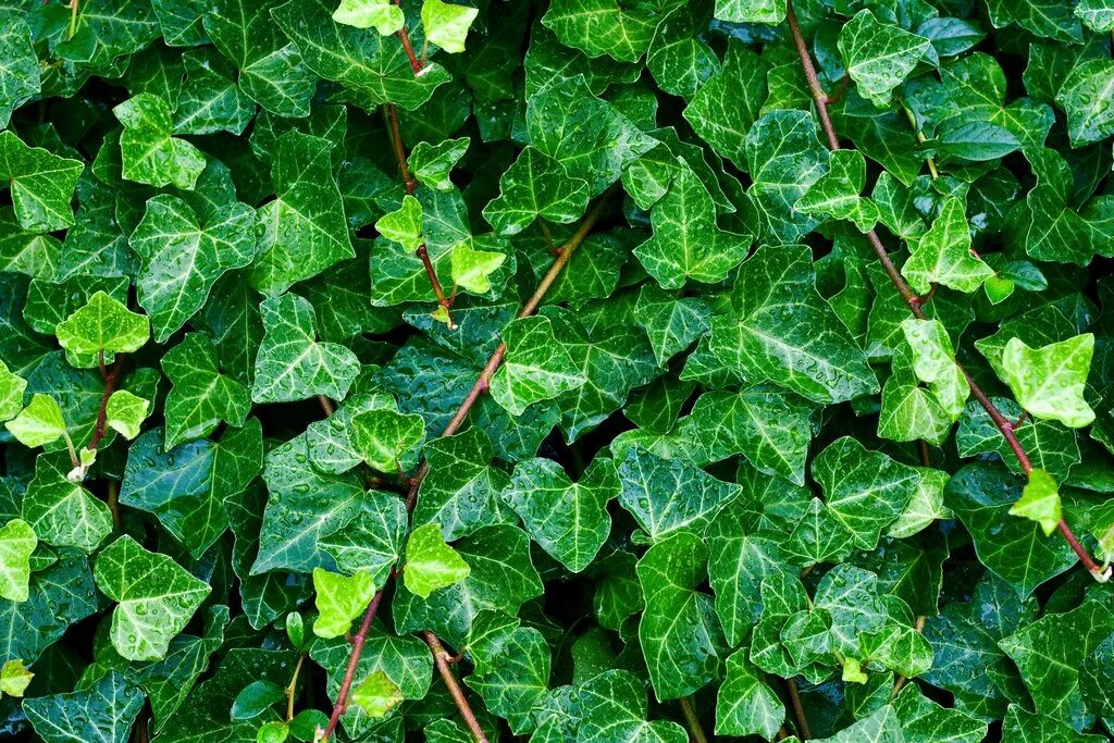 Хедера лиана плющ. Плющ арлекин растение. Как выглядит растение плющ. Плющ обыкновенный. Плющ hedera.