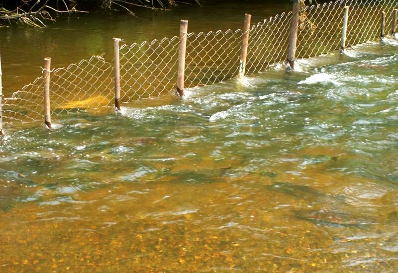 Сетка для разделения водоема. Сеть рек. Заездок для рыбалки. Заездок на реке. Речка перегорожена наполненная чашка сосредоточенный