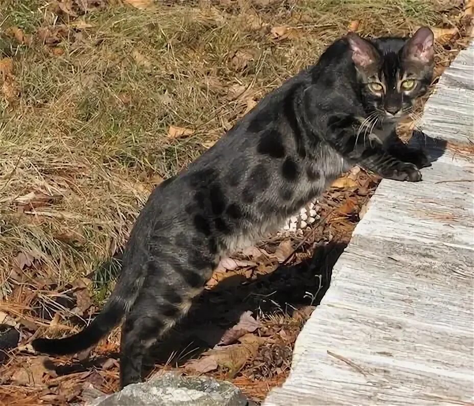 30 Pics Showcase How Unique This Two-Faced Cat Called Quimera Is Cute animals, T