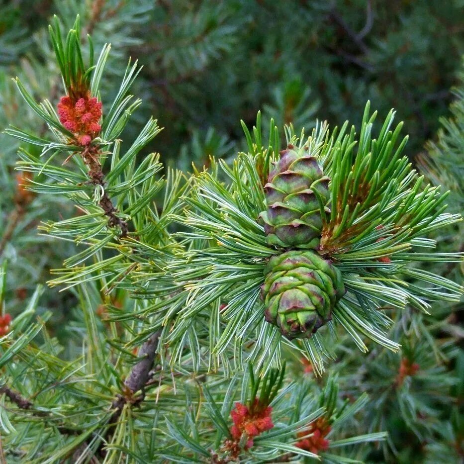 Названия хвойных. Сосна Кедровый стланик. Кедровый стланик (Pinus pumila). Кедровый стланик Глаука. Сосна Кедровая Глаука.