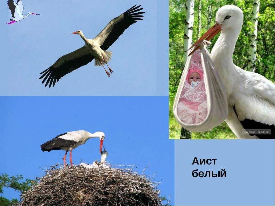 Сколько живут аисты